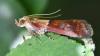 Acrobasis repandana